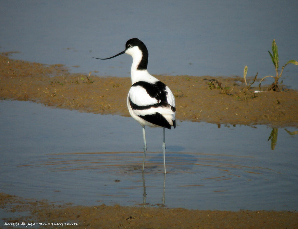 Avocette élégante