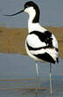 Avocette élégante