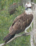 Western Osprey