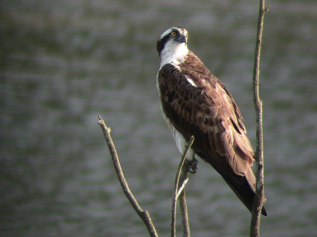 Balbuzard pêcheur