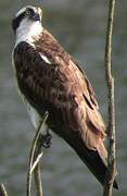 Western Osprey