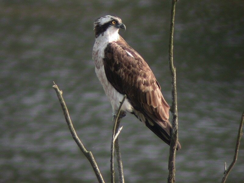 Western Osprey