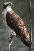 Western Osprey