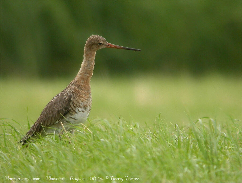 Black-tailed Godwit