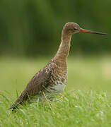 Black-tailed Godwit