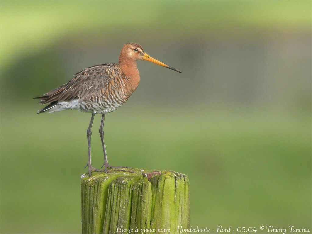 Black-tailed Godwit