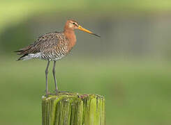 Black-tailed Godwit