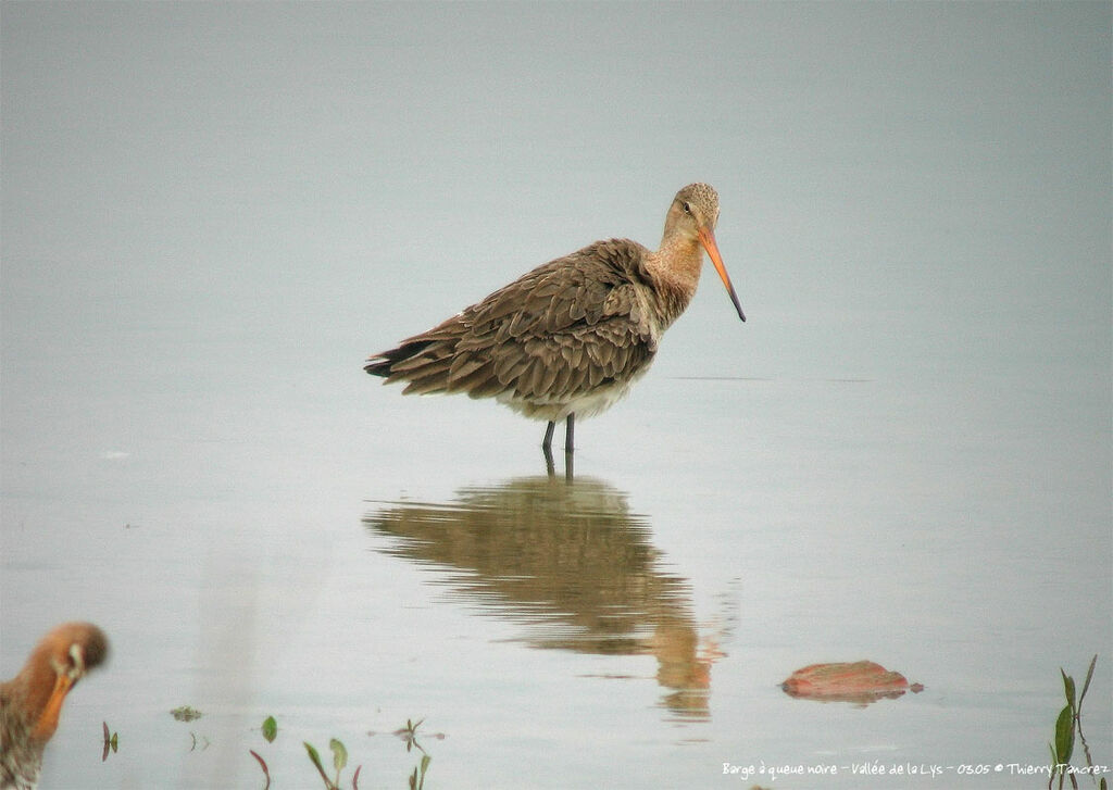 Black-tailed Godwit