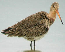 Black-tailed Godwit