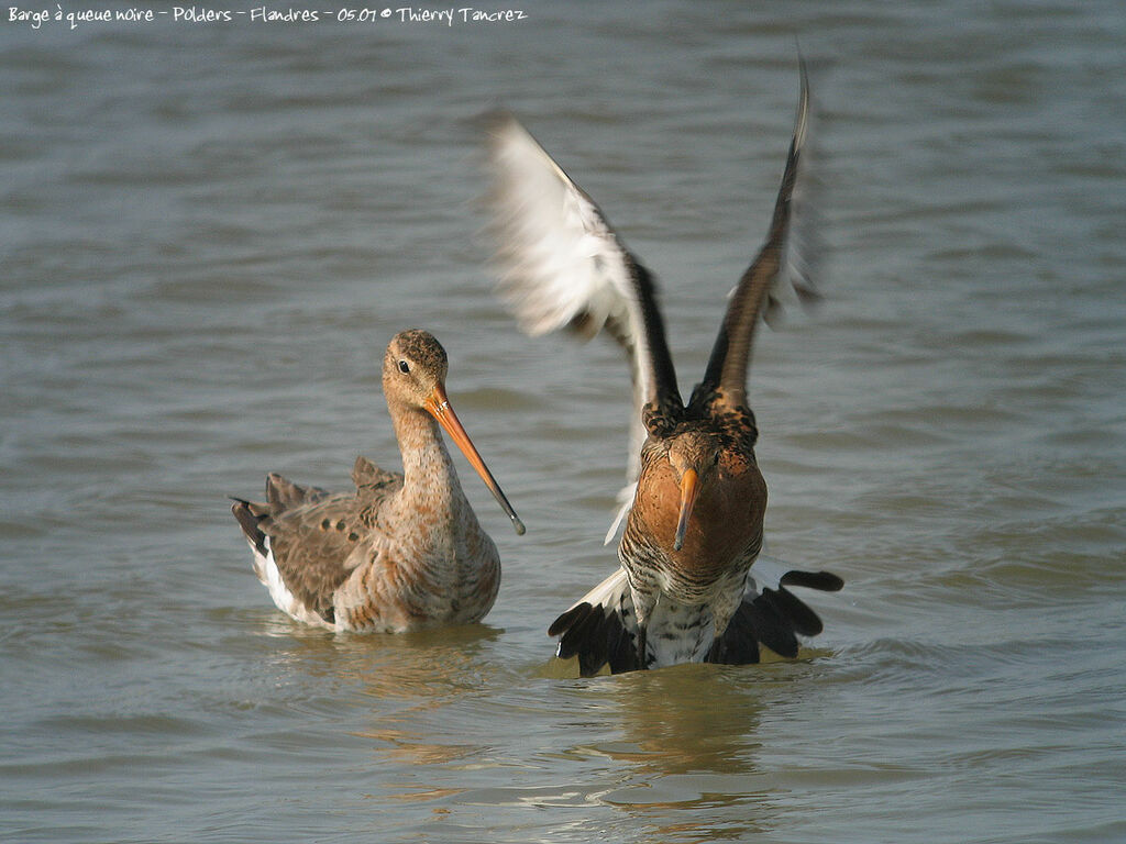 Black-tailed Godwit