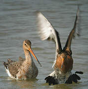 Black-tailed Godwit