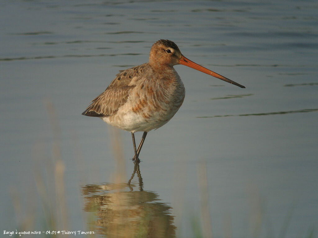 Black-tailed Godwit