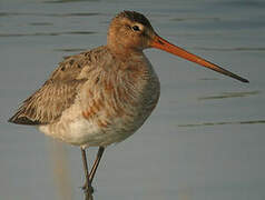 Black-tailed Godwit