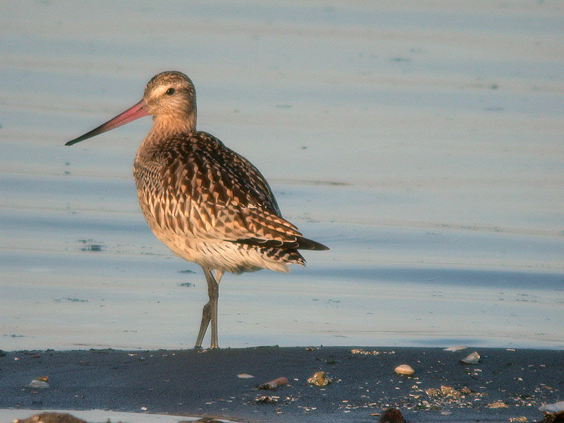 Bar-tailed Godwit