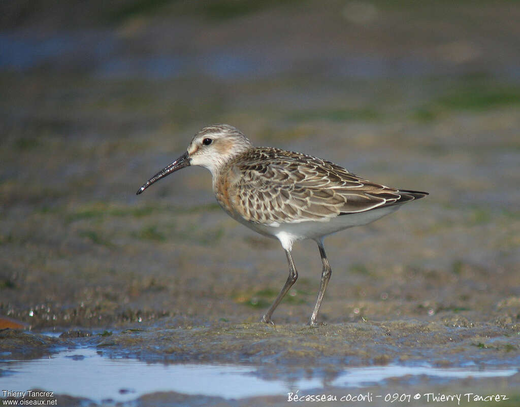 Curlew Sandpiperimmature, identification