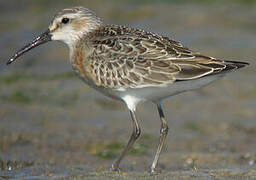 Curlew Sandpiper