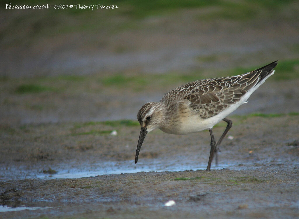 Curlew Sandpiper