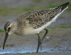 Curlew Sandpiper