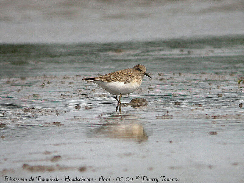 Temminck's Stint