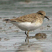 Temminck's Stint