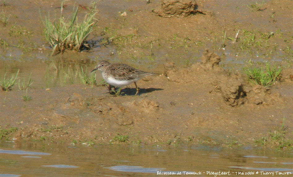 Temminck's Stint