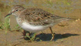 Temminck's Stint