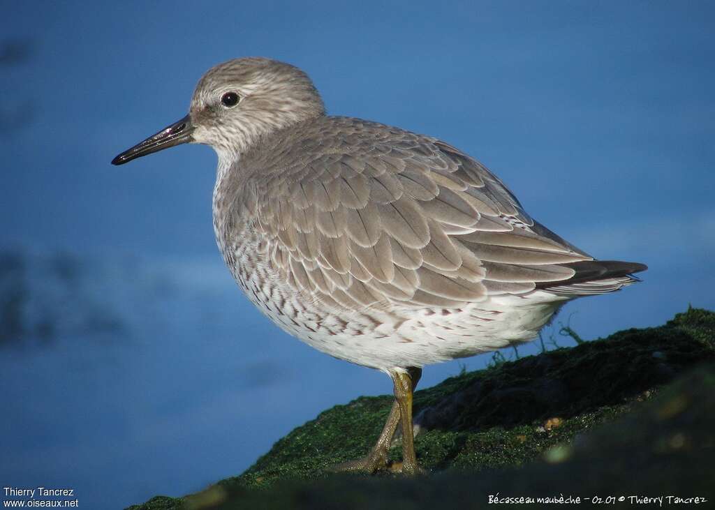 Red Knotadult post breeding, identification