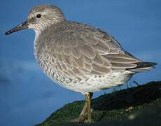 Red Knot