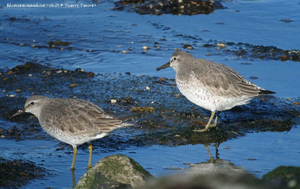 Red Knot