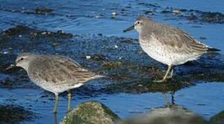 Red Knot