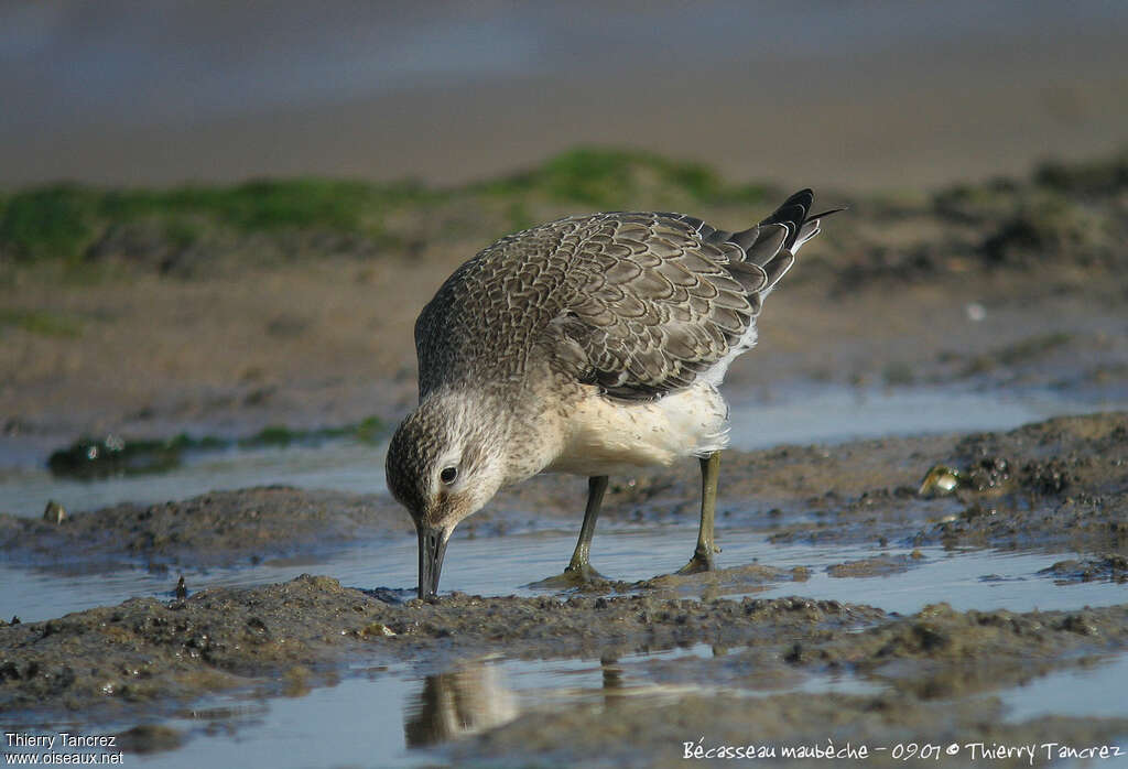 Red Knotjuvenile, fishing/hunting