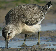 Red Knot