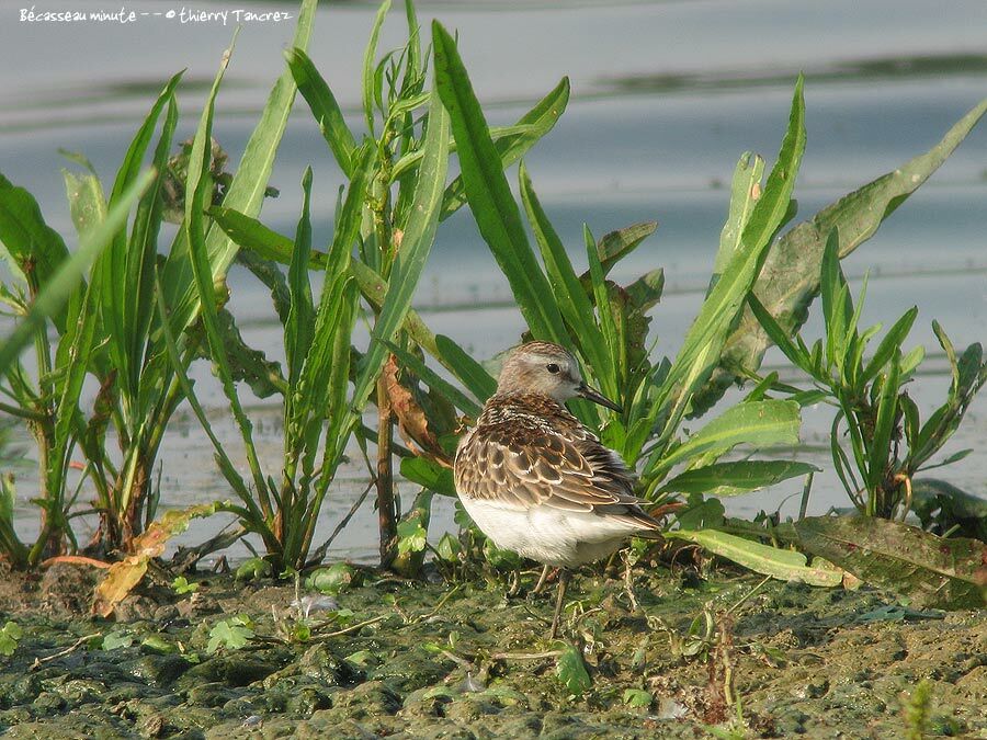 Little Stint