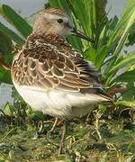 Little Stint