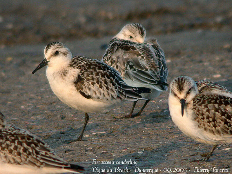 Bécasseau sanderling