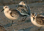 Bécasseau sanderling