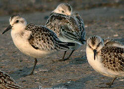 Sanderling