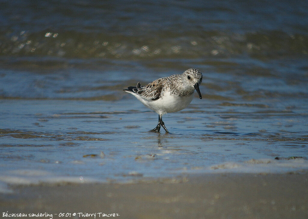 Bécasseau sanderling