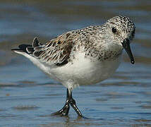 Bécasseau sanderling