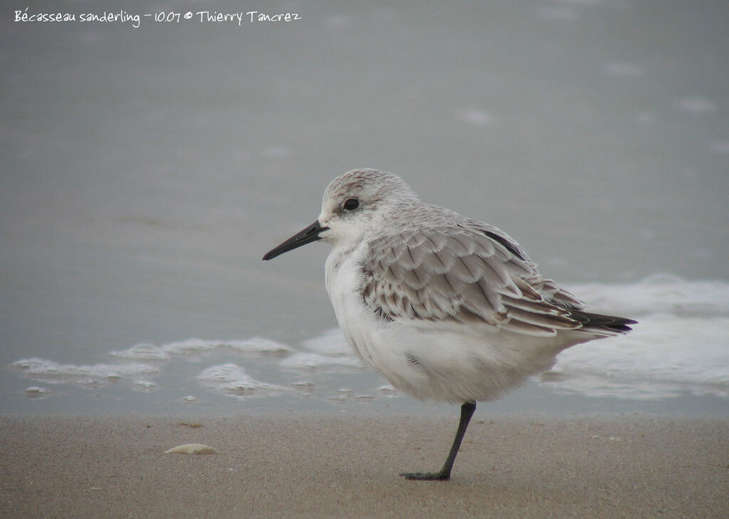 Bécasseau sanderling