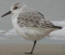 Bécasseau sanderling