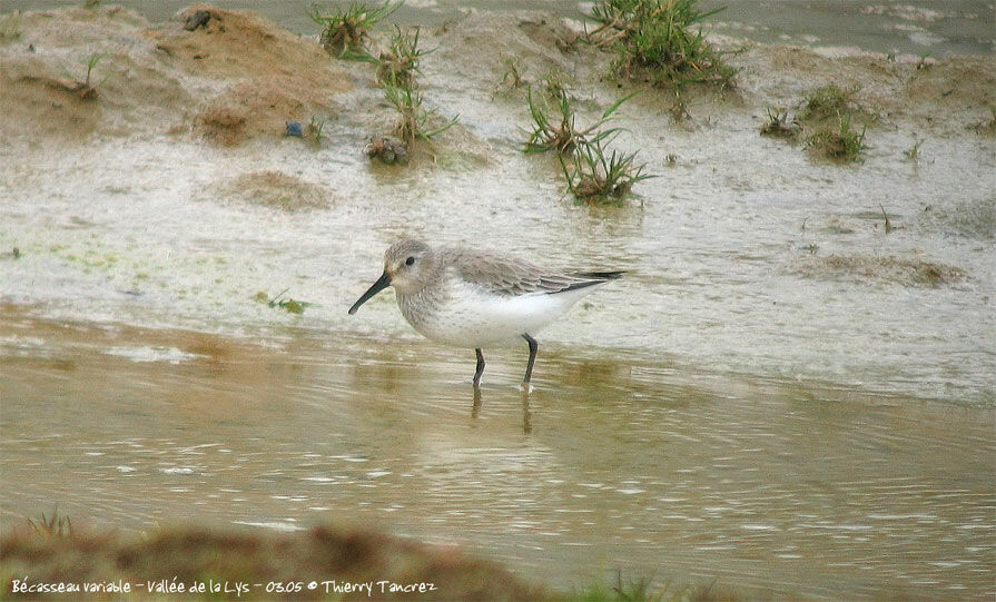 Bécasseau variable