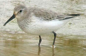 Dunlin