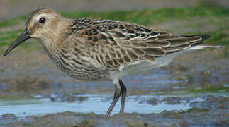 Dunlin