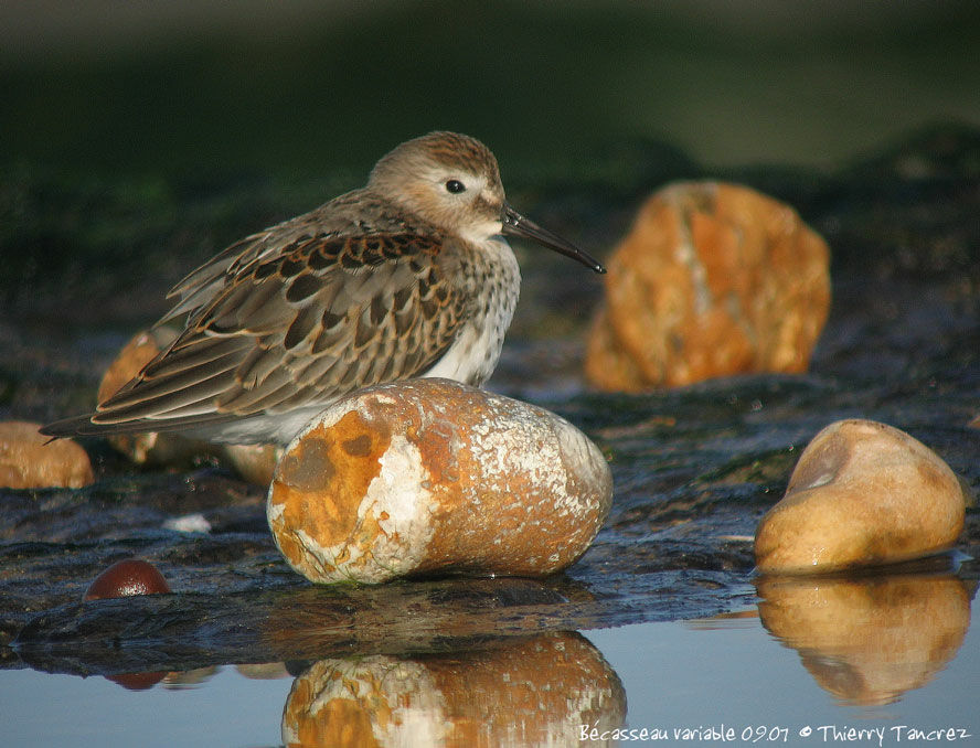 Bécasseau variable