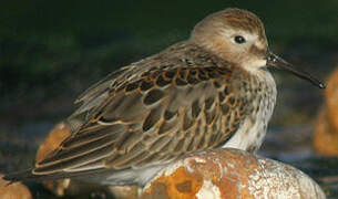 Dunlin