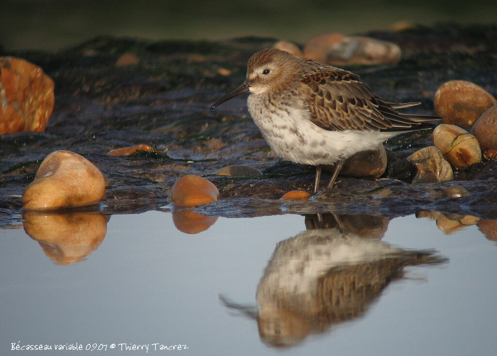 Dunlin