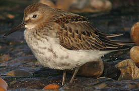 Dunlin