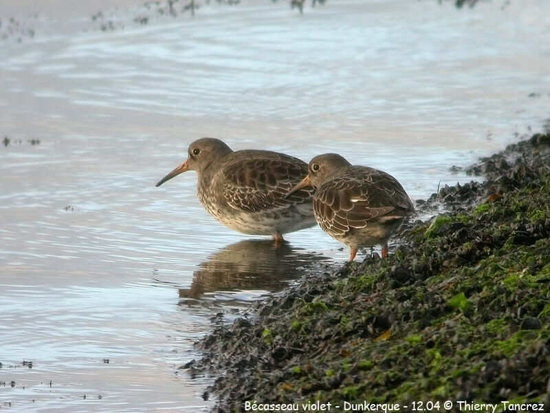 Purple Sandpiper