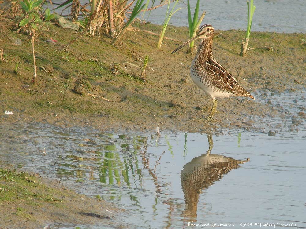 Common Snipe